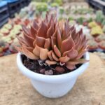Echeveria Black Prince