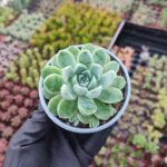 Echeveria elegans