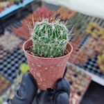 Stenocactus multicostatus