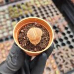 Lithops - Taş Kaktüs