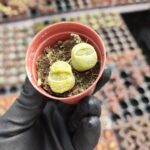 Lithops - Taş Kaktüs