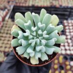 Echeveria Topsy Turvy