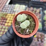 Lithops Taş Kaktüs
