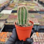 Echinocereus Reichenbachii