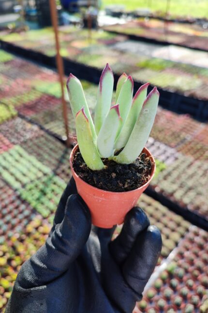 Cotyledon papillaris