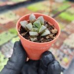 Haworthia emelyae