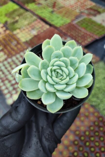 Echeveria elegans raspberry