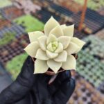 Graptopetalum Bernalence