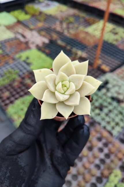 Graptopetalum Bernalence