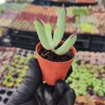 Cotyledon papillaris