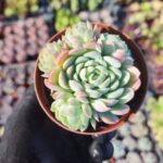 Echeveria elegans raspberry