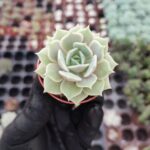 Echeveria Lola Ssp.