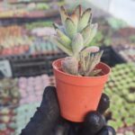 Kalanchoe Nigra Chocolate Soldier