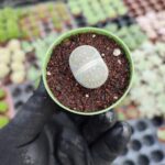 Lithops - Taş Kaktüs