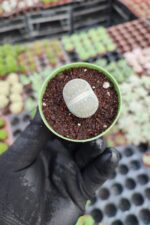 Lithops - Taş Kaktüs