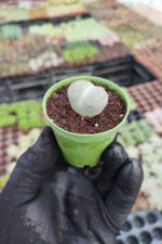 Lithops - Taş Kaktüs - Görsel 2