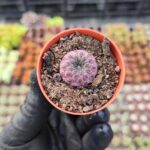 Sulcorebutia Rauschii violet