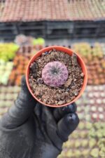 Sulcorebutia Rauschii violet