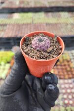 Sulcorebutia Rauschii violet - Görsel 2