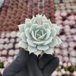 Echeveria Lola Ssp.