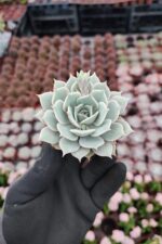 Echeveria Lola Ssp.