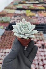 Echeveria Lola Ssp. - Görsel 2