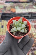 Haworthia emelyae - Görsel 2