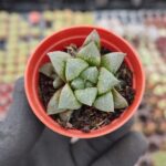 Haworthia emelyae