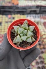 Haworthia emelyae