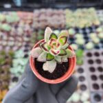 Kalanchoe Nigra Chocolate Soldier