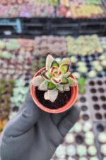Kalanchoe Nigra Chocolate Soldier