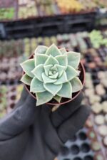 Graptopetalum Bernalence