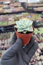 Graptopetalum Bernalence - Görsel 2