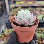 Echeveria elegans raspberry