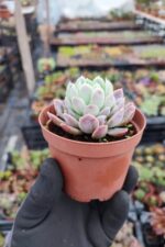 Echeveria elegans raspberry