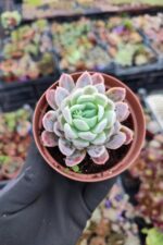 Echeveria elegans raspberry - Görsel 2