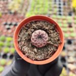 Sulcorebutia Rauschii violet