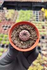Sulcorebutia Rauschii violet