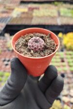 Sulcorebutia Rauschii violet - Görsel 2