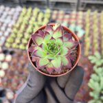 Sempervivum Ruby heart