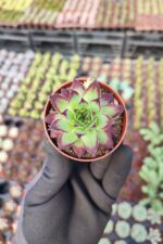 Sempervivum Ruby heart