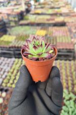 Sempervivum Ruby heart - Görsel 2