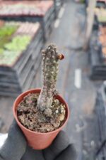 Echidnopsis Cereiformes var. Brunea - Görsel 2