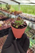 Sempervivum Ruby heart - Görsel 2