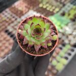 Sempervivum Ruby heart