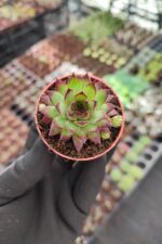 Sempervivum Ruby heart