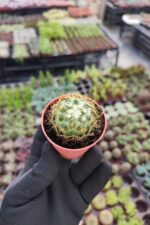 Mammillaria Ssp. - Görsel 2