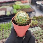 Mammillaria Ssp.