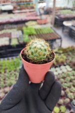 Mammillaria Ssp.