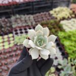 Echeveria Lola Ssp.